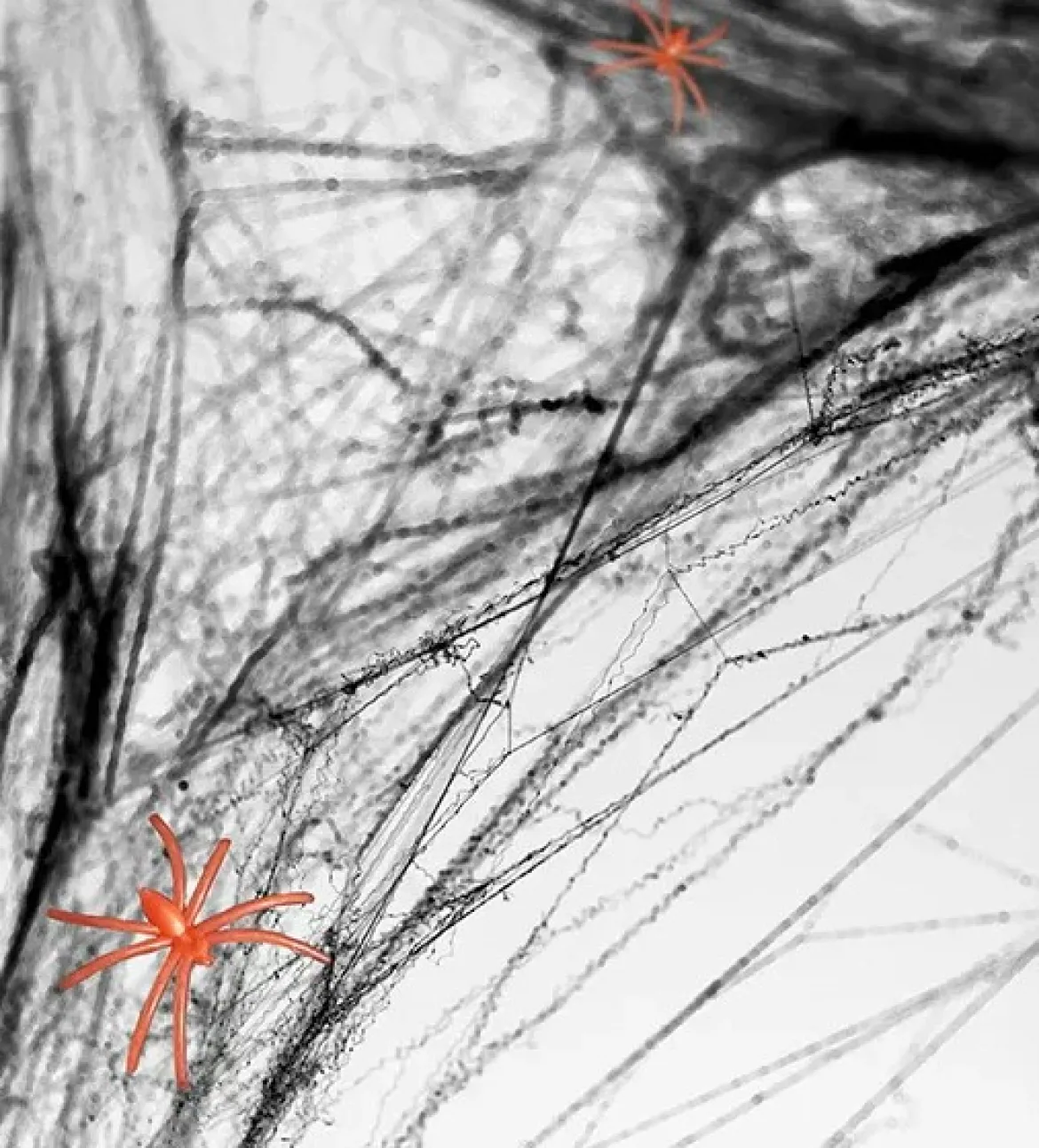 Halloween Spinnennetz in Schwarz 60g mit zwei Spinnen