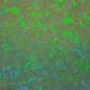 Jerseystoff Stretch Jersey Glitzer holografisch einfarbig grün 1,5m Breite