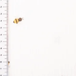 Musselin Stoff Bienen wollweiß gelb 1,30m Breite