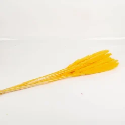 Pampasgras getrocknet Bund mit 15 Stilen gelb 70-80cm von Werner Voss