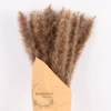Pampasgras getrocknet Naturmaterialien natur ca.80cm