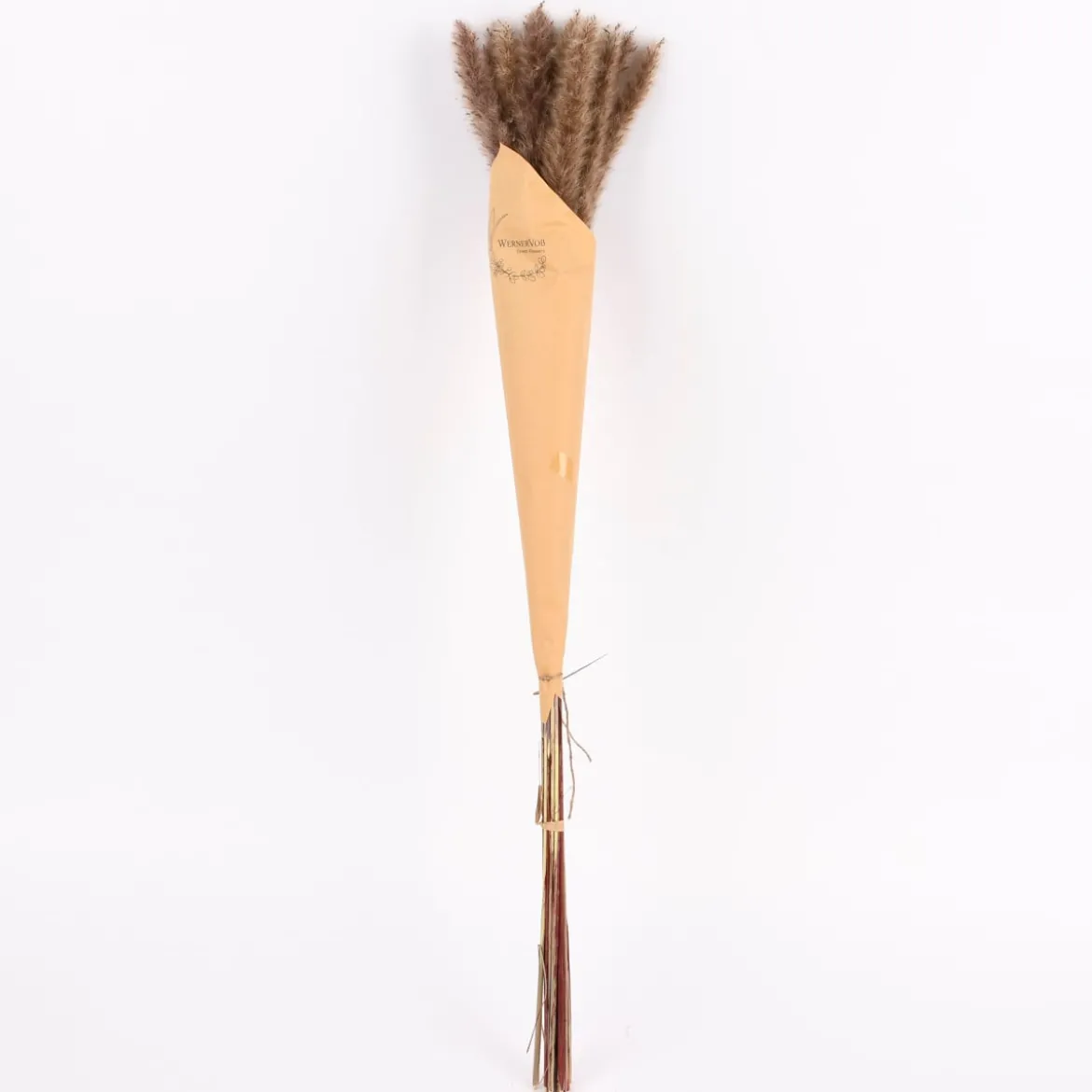 Pampasgras getrocknet Naturmaterialien natur ca.80cm