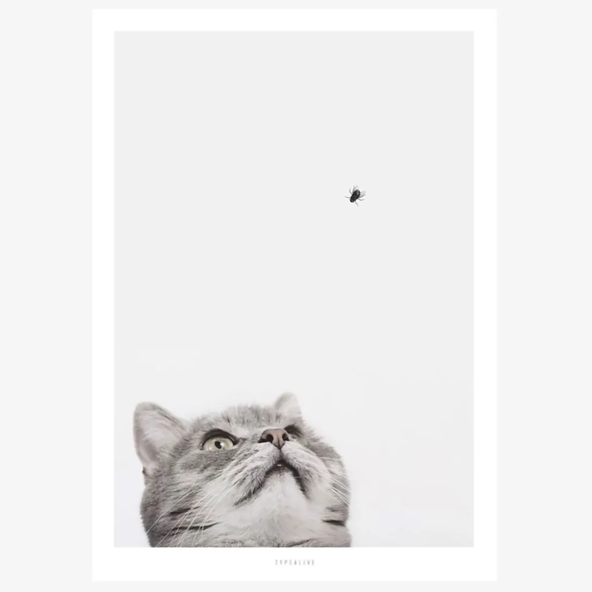 Print Cat and Fly Papier weiß grau A5 14,8x21cm