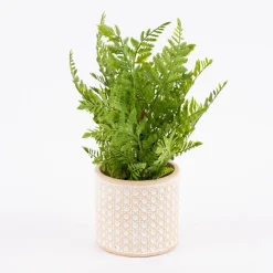 Sass & Belle Übertopf Rattanoptik Beton beige weiß 12,5x12cm